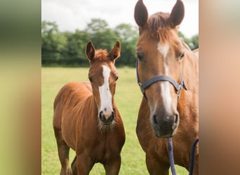 Oldenburger Springpferd, Stute, 14 Jahre, 16,2 hh, Dunkelfuchs