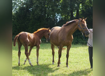 Oldenburger Springpferd, Stute, 14 Jahre, 16,2 hh, Dunkelfuchs