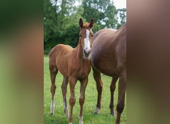 Oldenburger Springpferd, Stute, 14 Jahre, 16,2 hh, Dunkelfuchs