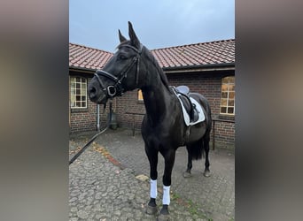 Oldenburg-International (OS), Mare, 14 years, 16 hh, Black