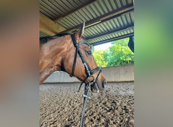 Oldenburg-International (OS), Mare, 15 years, 15,1 hh, Brown