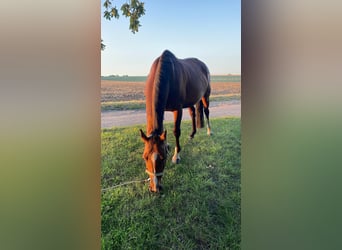 Oldenburg-International (OS), Mare, 15 years, 15,1 hh, Brown