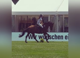 Oldenburg-International (OS), Mare, 15 years, 16,1 hh, Brown