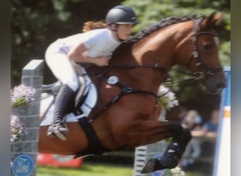 Oldenburg-International (OS), Mare, 15 years, 16,1 hh, Brown