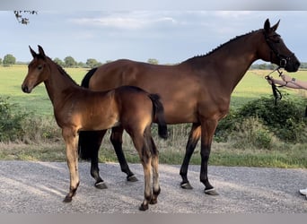 Oldenburg-International (OS), Mare, 15 years, 16,1 hh, Brown