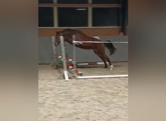 Oldenburg-International (OS), Mare, 1 year, 16,2 hh, Brown