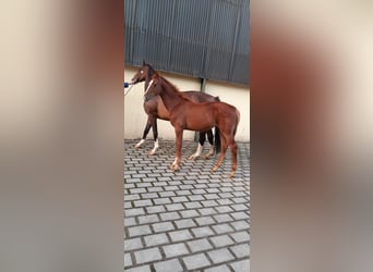 Oldenburg-International (OS), Mare, 1 year, Chestnut-Red