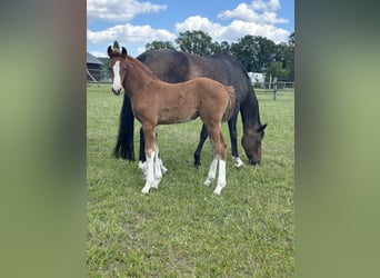 Oldenburg-International (OS), Mare, 1 year, Chestnut-Red