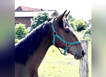 Oldenburg-International (OS), Mare, 1 year