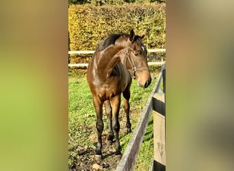 Oldenburg-International (OS), Mare, 2 years, 16,1 hh, Bay-Dark