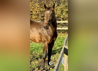 Oldenburg-International (OS), Mare, 2 years, 16,1 hh, Bay-Dark