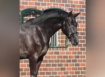 Oldenburg-International (OS), Mare, 3 years, 16,1 hh, Gray-Dark-Tan