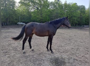 Oldenburg-International (OS), Mare, 3 years, 16,2 hh, Smoky-Black