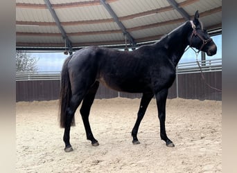 Oldenburg-International (OS), Mare, 4 years, 14,3 hh, Brown