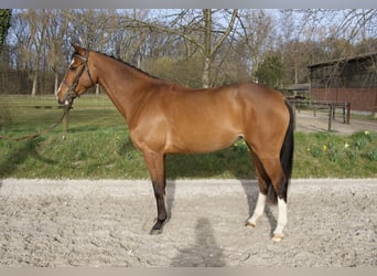 Oldenburg-International (OS), Mare, 4 years, 15,2 hh, Brown