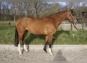 Oldenburg-International (OS), Mare, 4 years, 15,2 hh, Brown