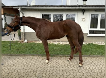 Oldenburg-International (OS), Mare, 4 years, 16,2 hh, Chestnut