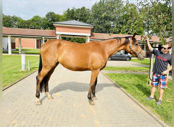 Oldenburger Springpferd, Stute, 4 Jahre, Brauner