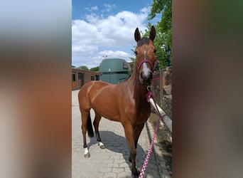 Oldenburg-International (OS), Mare, 5 years, 15.1 hh, Brown