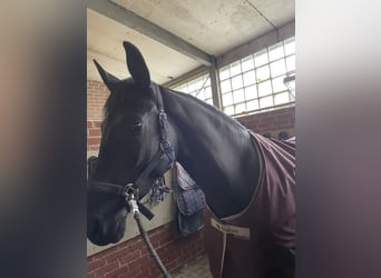 Oldenburg-International (OS), Mare, 5 years, 16.1 hh, Black