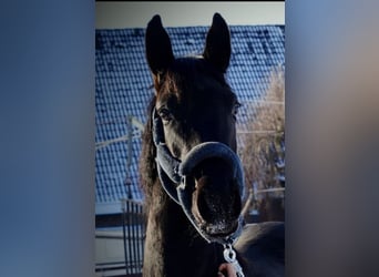 Oldenburg-International (OS), Mare, 5 years, 16.1 hh, Black