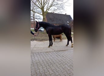 Oldenburg-International (OS), Mare, 5 years, 16.1 hh, Black