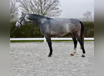 Oldenburg-International (OS), Mare, 5 years, 16,1 hh, Gray