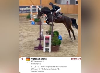 Oldenburg-International (OS), Mare, 5 years, 16,2 hh, Bay-Dark