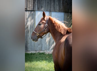 Oldenburg-International (OS), Mare, 5 years, 16,2 hh, Chestnut