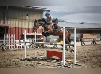 Oldenburg-International (OS), Mare, 5 years, 16 hh, Bay-Dark