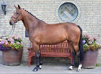 Oldenburg-International (OS), Mare, 6 years, 15.2 hh, Brown