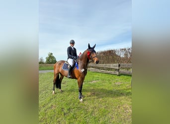 Oldenburg-International (OS), Mare, 6 years, 15.2 hh, Brown