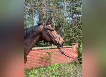 Oldenburger Springpferd, Stute, 6 Jahre, 16,1 hh, Dunkelbrauner