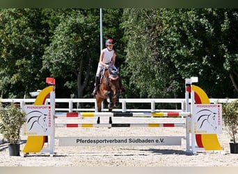 Oldenburg-International (OS), Mare, 6 years, 16.1 hh, Brown