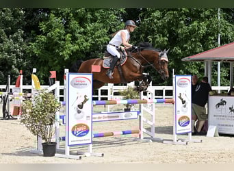 Oldenburg-International (OS), Mare, 6 years, 16.1 hh, Brown