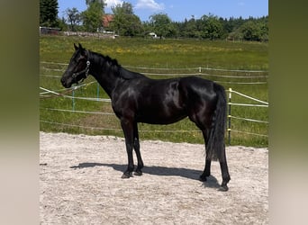 Oldenburg-International (OS), Mare, 6 years, 16,1 hh, Smoky-Black