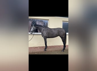 Oldenburg-International (OS), Mare, 6 years, 16,2 hh, Gray-Dark-Tan