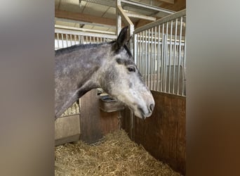 Oldenburg-International (OS), Mare, 6 years, 16,2 hh, Gray-Dark-Tan