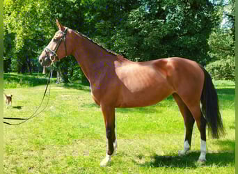 Oldenburg-International (OS), Mare, 6 years, 17 hh, Brown