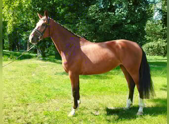 Oldenburg-International (OS), Mare, 6 years, 17 hh, Brown
