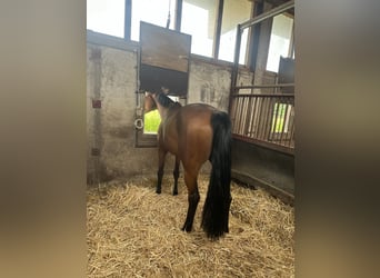 Oldenburg-International (OS), Mare, 7 years, 16 hh