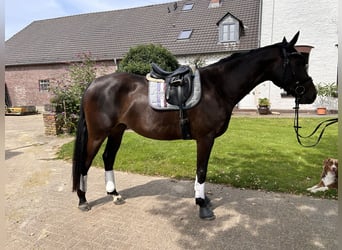 Oldenburg-International (OS), Mare, 7 years, 16 hh, Smoky-Black