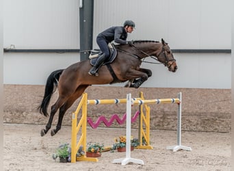 Oldenburger Springpferd, Stute, 7 Jahre, 17 hh, Rotbrauner