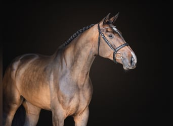 Oldenburger Springpferd, Stute, 7 Jahre, 17 hh, Rotbrauner