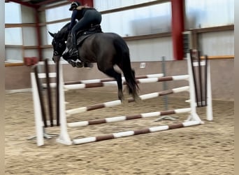 Oldenburg-International (OS), Mare, 7 years, 17 hh, Smoky-Black