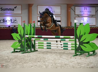 Oldenburg-International (OS), Mare, 8 years, 15,3 hh, Brown