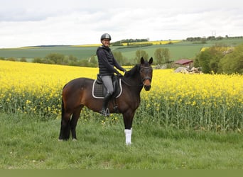 Oldenburg-International (OS), Mare, 8 years, 16,1 hh, Bay-Dark