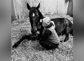 Oldenburg-International (OS), Mare, 8 years, 16,1 hh, Bay-Dark