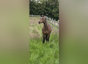 Oldenburg-International (OS), Mare, 8 years, 16,1 hh, Black