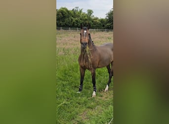 Oldenburg-International (OS), Mare, 8 years, 16,1 hh, Black